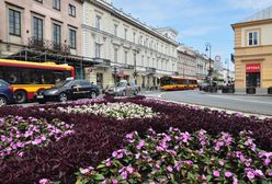 Centrum Warszawy w kwiatach! [ZDJĘCIA]