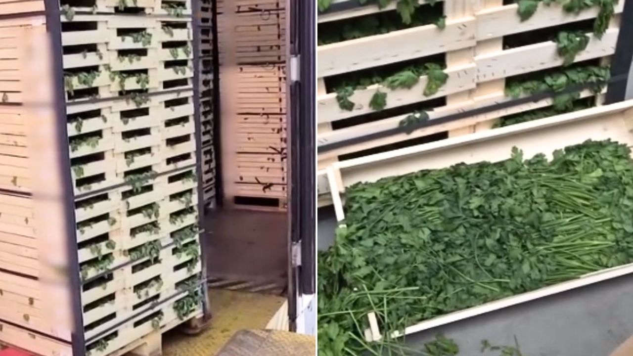 Odkrycie w ciężarówce. Kierowca nie przewoził tylko natki pietruszki