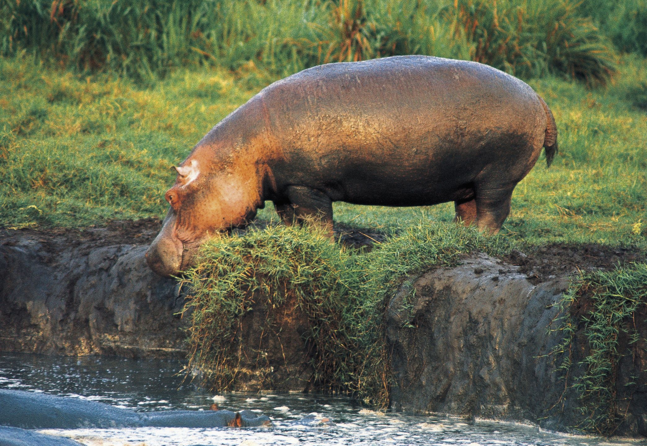 Park Narodowy Virunga