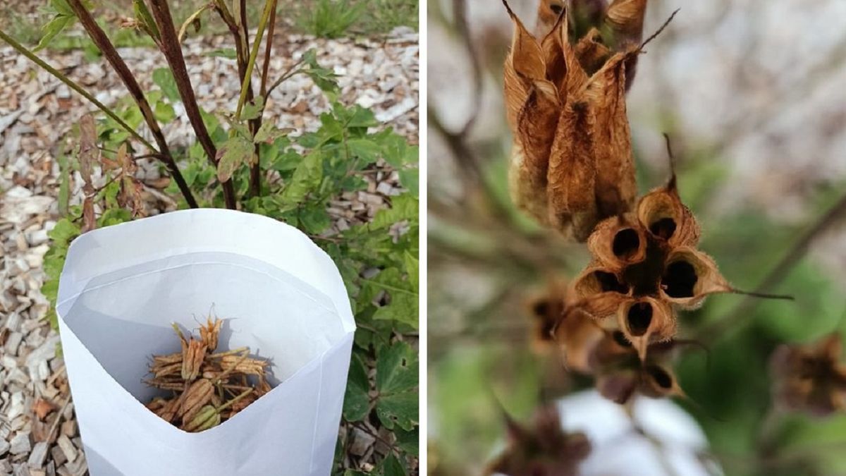 Zbiory nasion kwiatów i traw mogą ułatwić nam założenie łąki kwietnej.