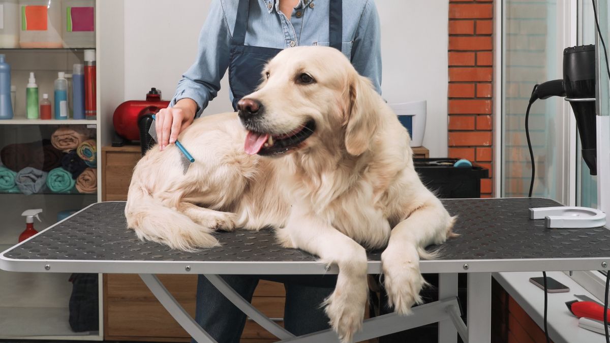 W Norwegii szukają fryzjera zwierząt z niewielkim doświadczeniem