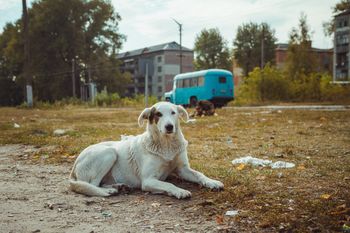 Zwierzęta z Czarnobyla są inne. Genetyczne zmiany po katastrofie
