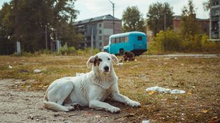 Zwierzęta z Czarnobyla są inne. Genetyczne zmiany po katastrofie