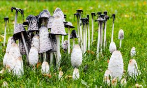 Grzyb, który zjada sam siebie. Rośnie nie tylko w lasach