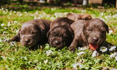 61-latek odpowie za zabicie 5 szczeniaków