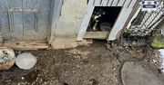 Głodne psy w lodowatym kojcu. Policja i Animals odebrały zwierzęta 66-latkowi