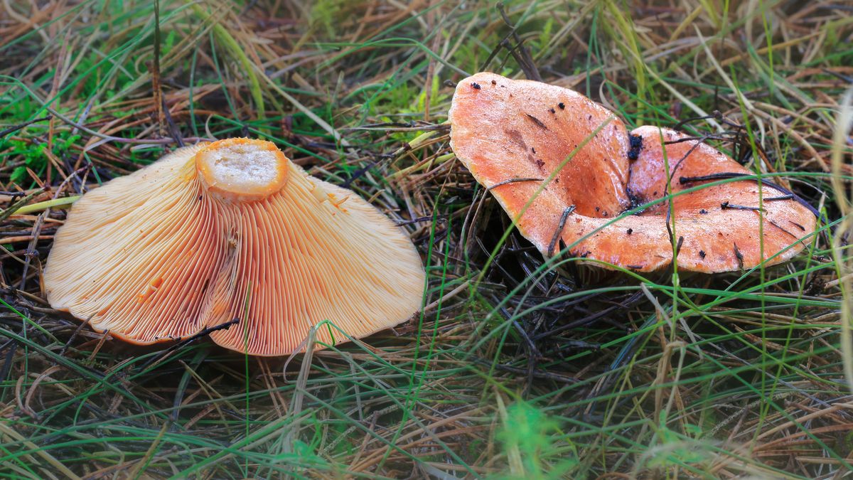 Jak rozpoznać rydza mleczaja?