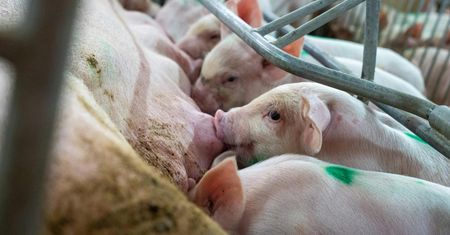 Importują na potęgę z Danii. Polskie prosięta "są mniej atrakcyjne cenowo"