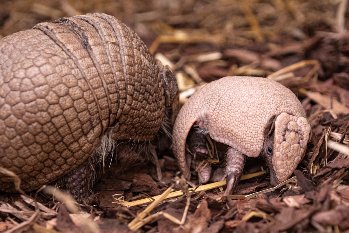 Wrocław. Możesz wybrać imię dla pancernika południowego. ZOO walczy o zagrożony gatunek