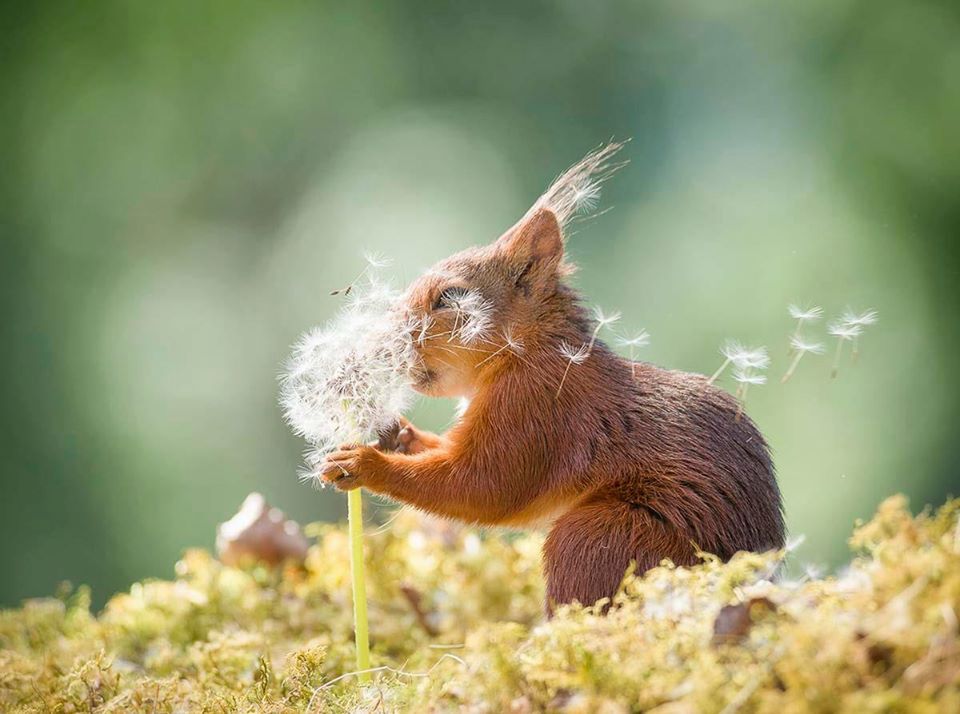 Comedy Wildlife Photography Awards 2019. Najśmieszniejsze zdjęcie roku wybrane! 3