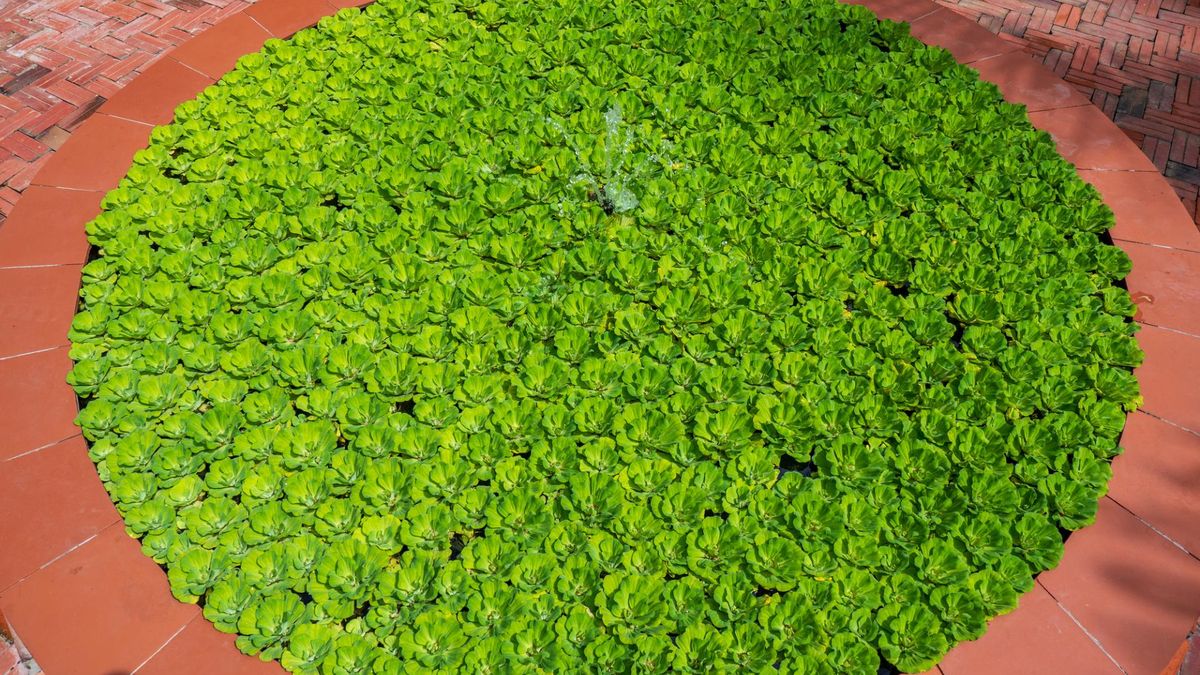 Roślina Mankai jest elementem diety chroniącej mózg