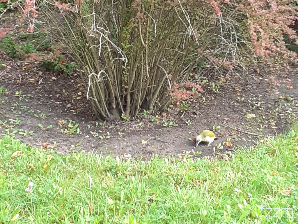 Poznań: Ptak będący pod ścisłą ochroną gatunkową zaobserwowany w parku