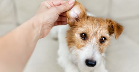 Jak czyścić uszy psa? Wiele osób robi ten błąd