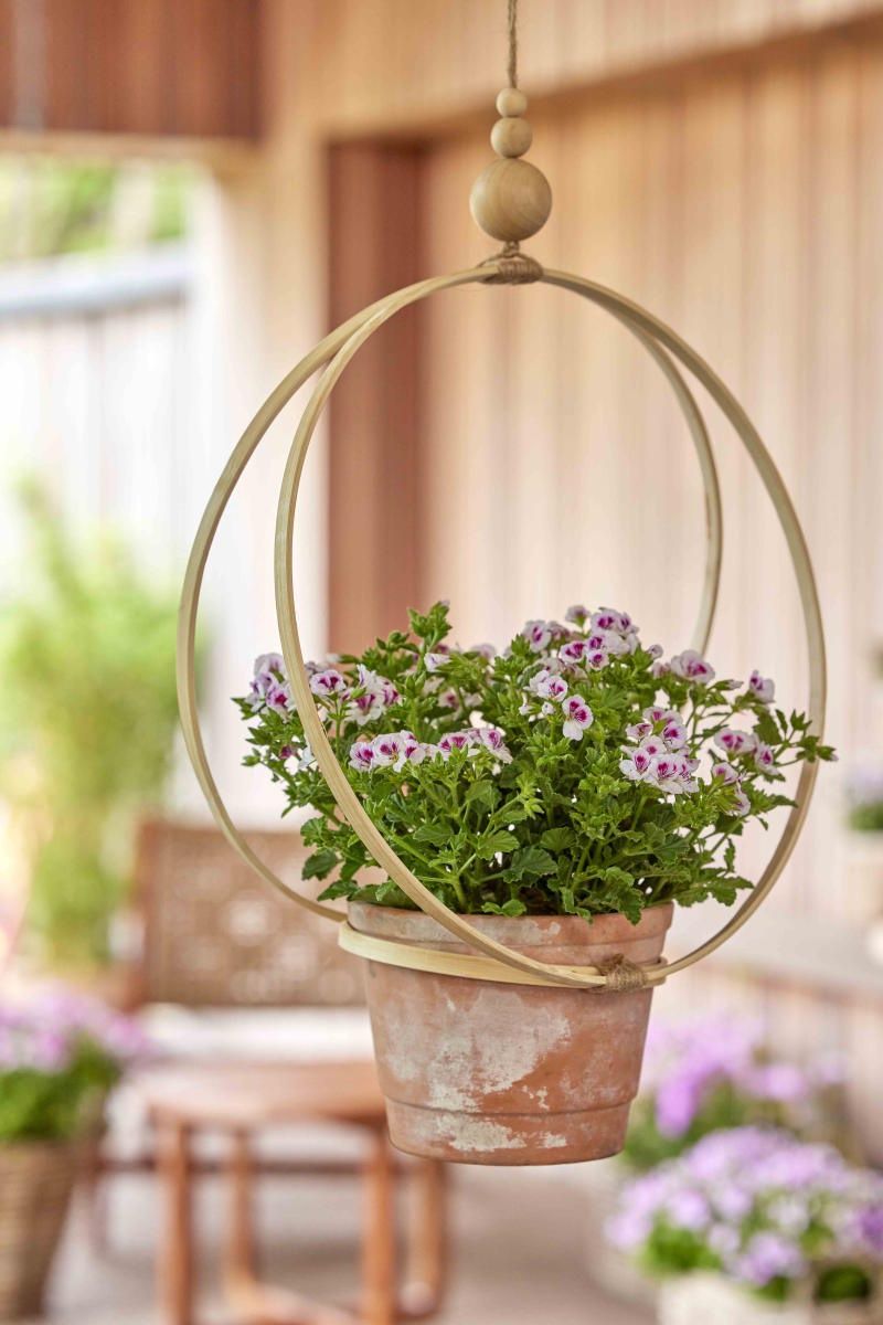 Pelargonie 1