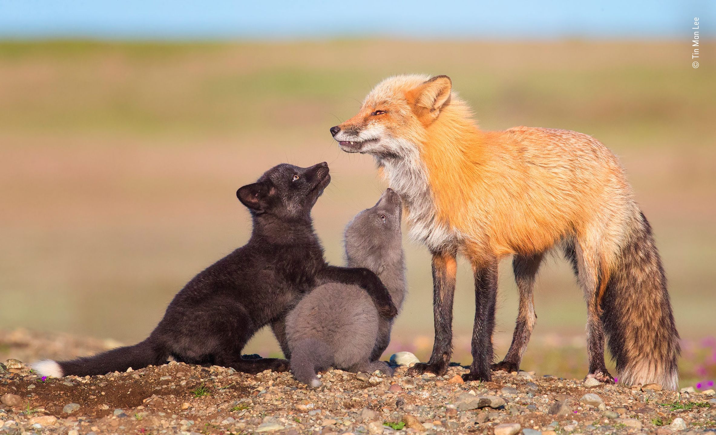 Panasonic przyzna nagrodę publiczności w konkursie Wildlife Photographer of the Year 14