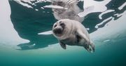 Urocza foka pod lodem. Ukryła się w najgłębszym jeziorze świata