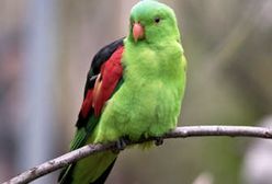 Loty pod wpływem. Pijane papugi to poważny problem w Australii