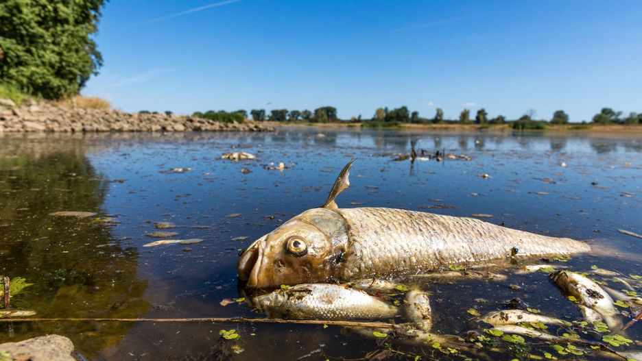 ?ni?te ryby w Odrze
11 August 2022, Brandenburg, Brieskow-Finkenheerd: A dead chub and other dead fish are swimming in the Oder River near Brieskow-Finkenheerd. A massive fish kill has occurred in the Oder River. Authorities in Brandenburg warn against using the river water or coming into contact with it. Photo: Frank Hammerschmidt/dpa (Photo by Frank Hammerschmidt / DPA / dpa Picture-Alliance via AFP)
FRANK HAMMERSCHMIDT