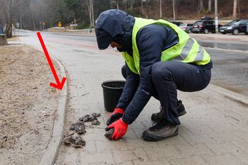 Pojawiły się w kilku miejscach w Zakopanem. Turyści muszą uważać