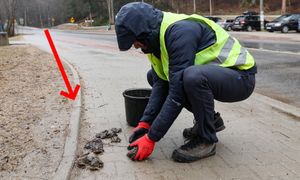 Pojawiły się w kilku miejscach w Zakopanem. Turyści muszą uważać