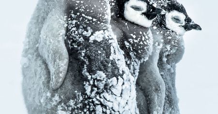 Oto nominacje do nagrody publiczności w konkursie Wildlife Photographer of the Year 2016