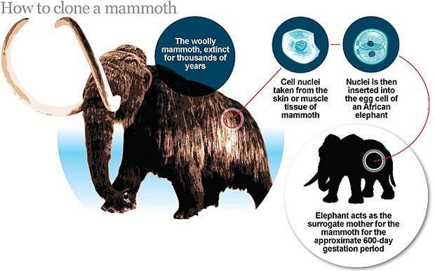 W ciągu czterech lat zobaczymy żywe mamuty