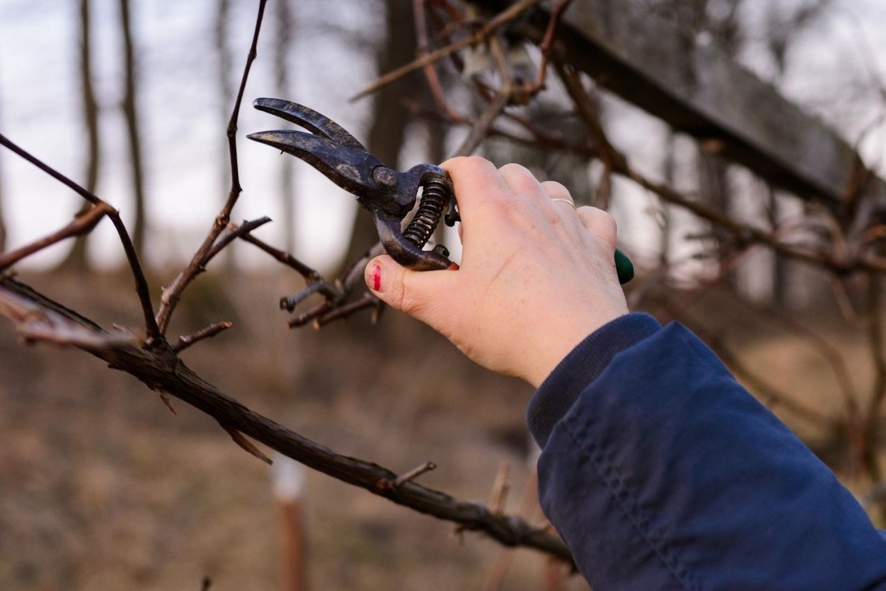 Zagrożenie czai się w przydomowym ogródku albo na działce. Nawet połowa zakażonych umiera