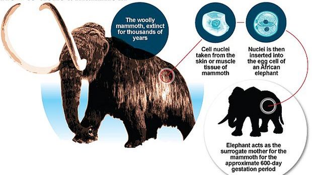 W ciągu czterech lat zobaczymy żywe mamuty 1