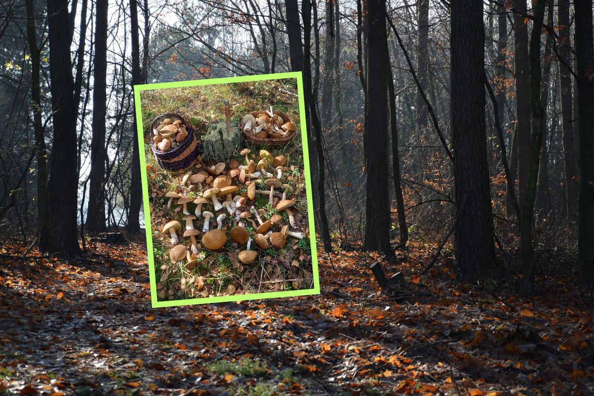 Grzybiarz wyniósł pełne kosze. Wystarczyły niecałe 2 h w lesie