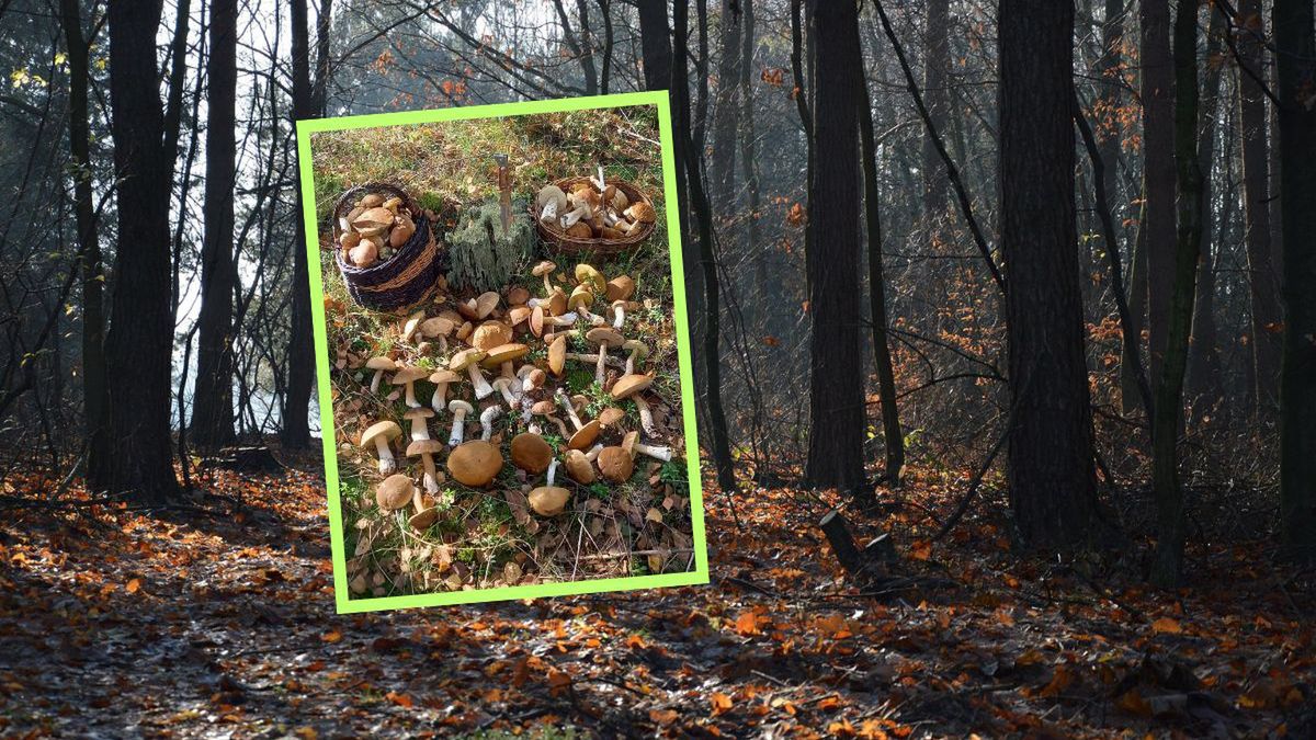 Imponujący zbiór grzybów z Pisza