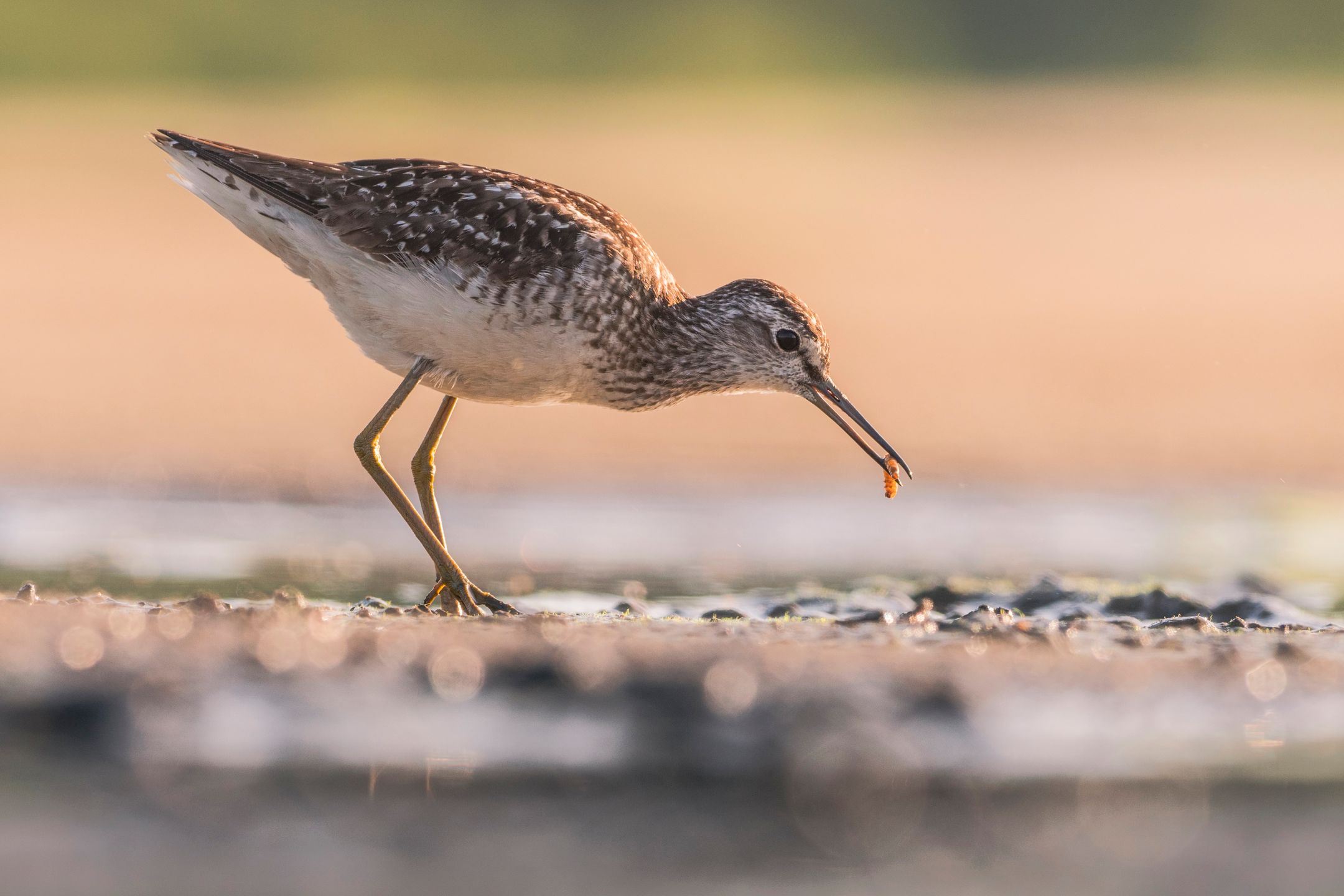 Ćwierć morgi błota, czyli o fotografowaniu ptaków 3