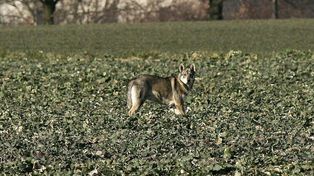 Lipusz: Wilki widziane w gminie. Władze apelują o ostrożność