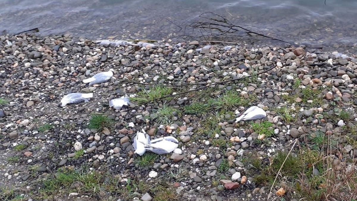 Na terenie woj. śląskiego znaleziono już kilkaset padłych mew 