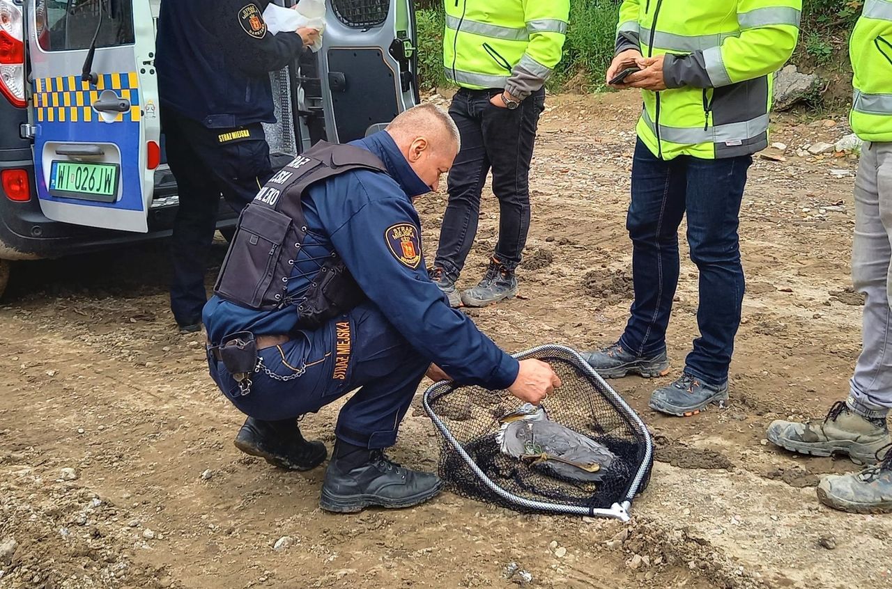 Warszawa. Strażnicy miejscy z Ekopatrolu pomogli uratować czaplę siwą, znalezioną przez pracowników MPWiK na terenie budowy kolektora Wiślanego (MPWiK Warszawa)