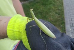 Modliszki w Warszawie? Nie ma się co dziwić, lepiej się przyzwyczaić. "To efekt zmian klimatu"