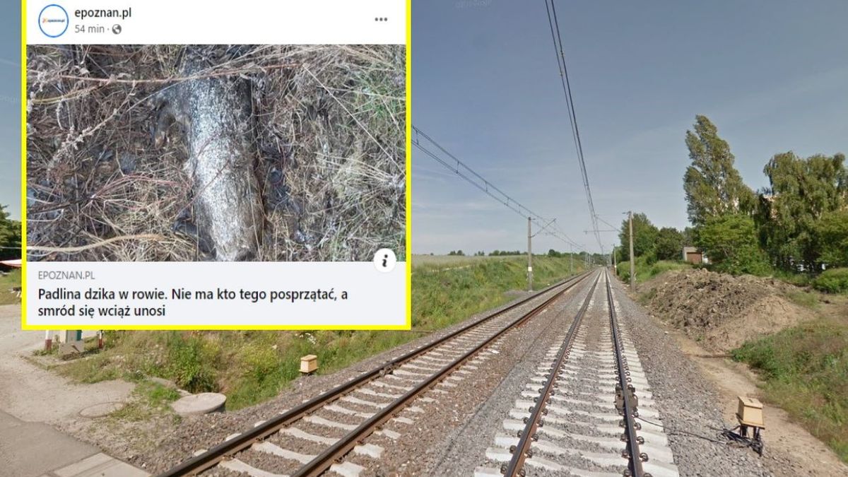 Miasto od tygodni nie posprzątało padliny 