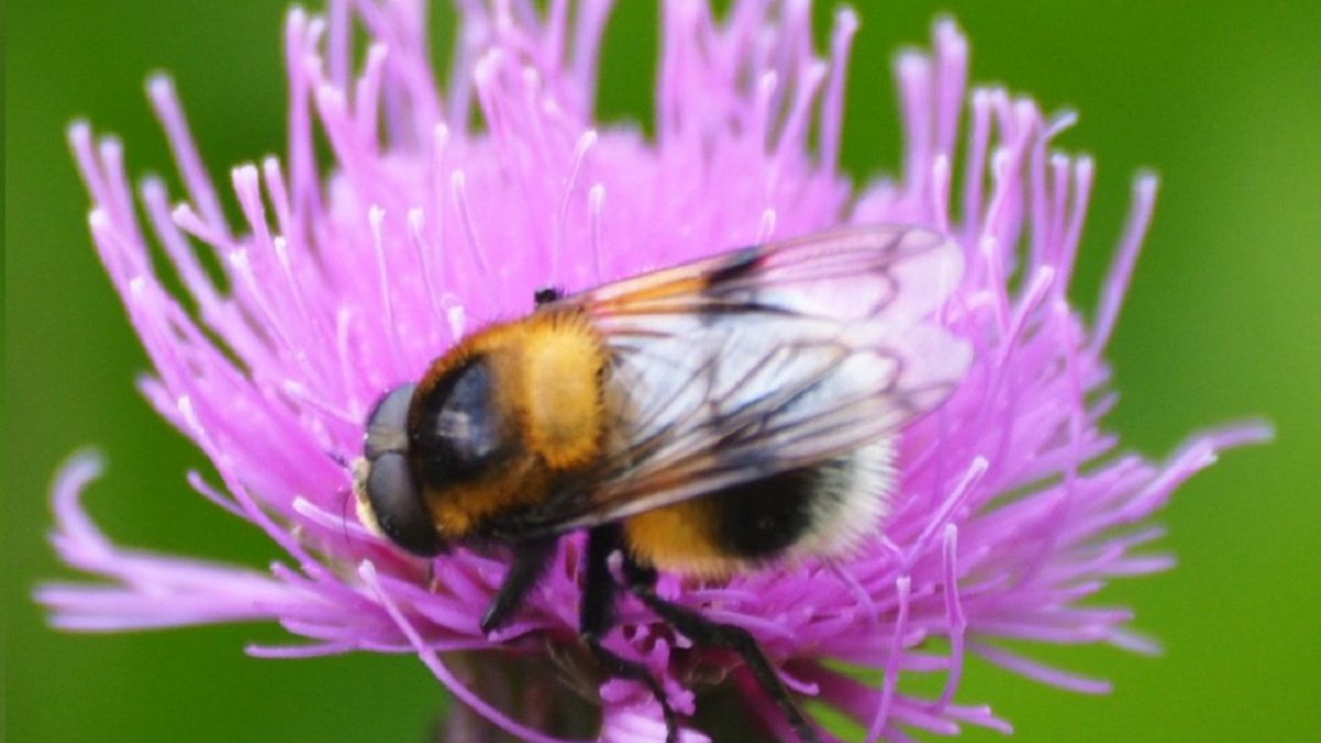 Trzmielówka łąkowa