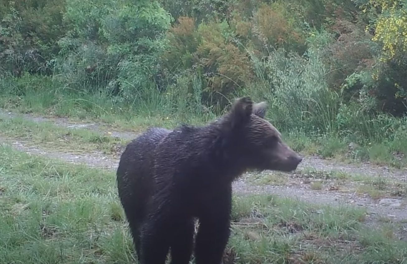Niedźwiedź brunatny po raz pierwszy od 150 lat zaobserwowany w Hiszpanii