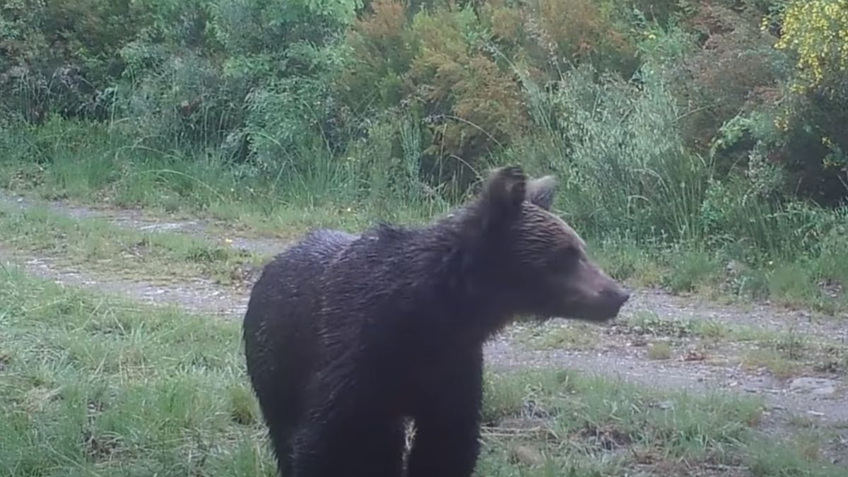 Niedźwiedź brunatny po raz pierwszy od 150 lat zaobserwowany w Hiszpanii