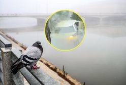 Niecodzienny wypadek we Wrocławiu. Auto zanurkowało w fosie