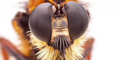 Laowa 25 mm f/2.8 2.5-5x Ultra Macro - zdjęcia przykładowe i cena