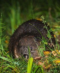 Bóbr w centrum miasta. Do akcji wkroczył ekopatrol