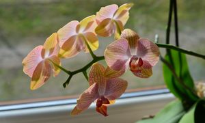 Włóż cztery kostki do doniczki. Storczyk odzyska dawny wygląd