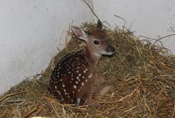 W zoo urodziła się sika wietnamska. Ten gatunek nie występuje już w przyrodzie