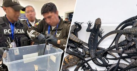 Rosjanka zatrzymana na lotnisku w Quito. Miała w walizce 32 legwany