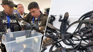 Rosjanka zatrzymana na lotnisku w Quito. Miała w walizce 32 legwany