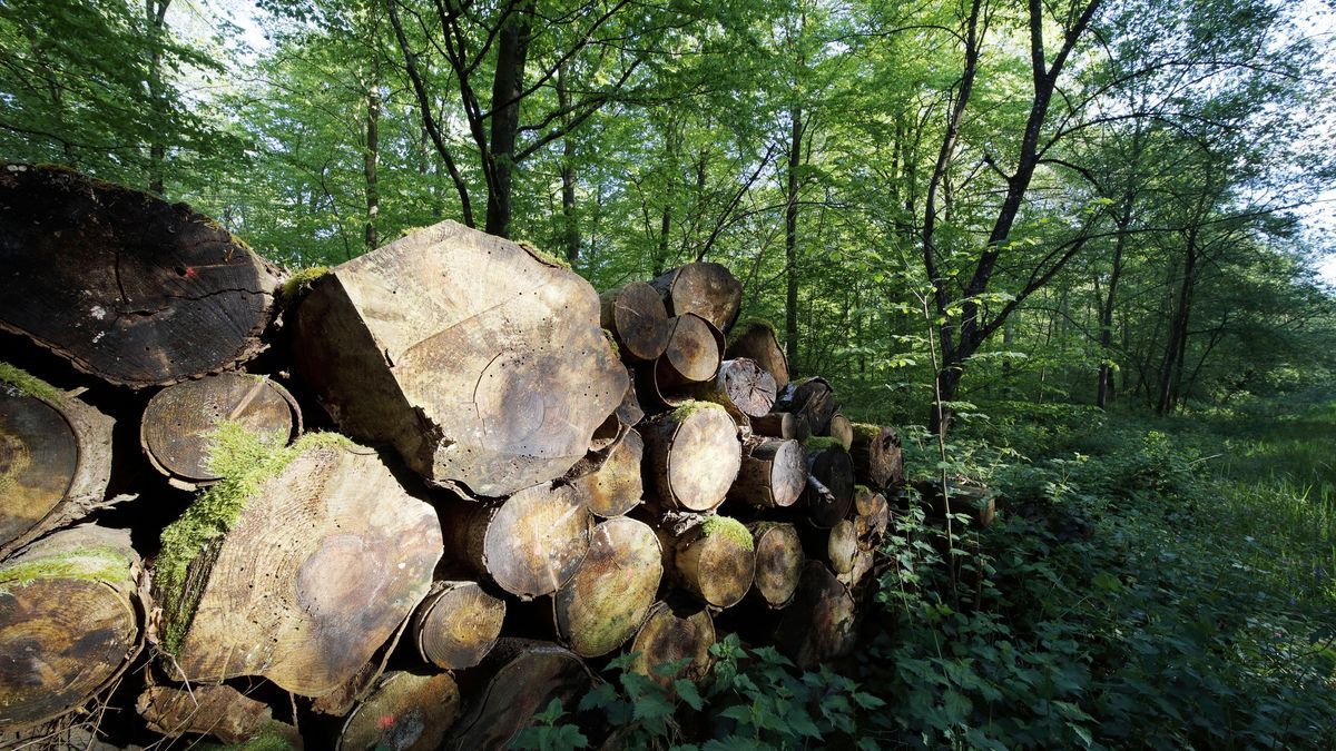 Wycinka drzew - zdj. ilustracyjne