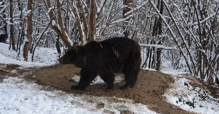 Niedźwiedzica żyła 20 lat w zoo. Tych traumatycznych zachowań nie zapomni