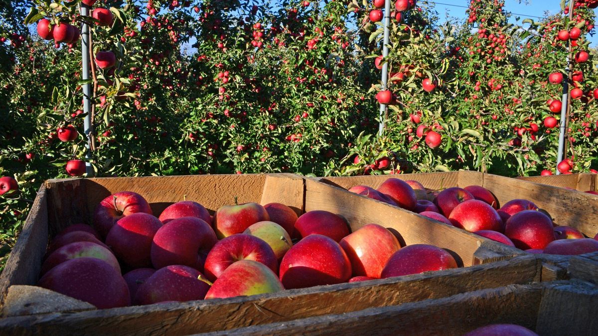 Turcja poprawi popyt na europejskie jabłka? 