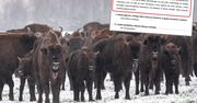 Trwa walka o podlaskie żubry. Leśnicy chcą zgody na odstrzał zwierząt, ekolodzy protestują